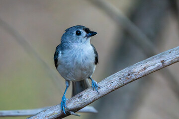 Bird on a Branch in Spring. © Jeiel