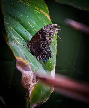 Blue Morpho Butterfly Underside