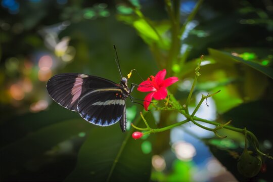 Heliconius Sara Butterfly on Red Flower