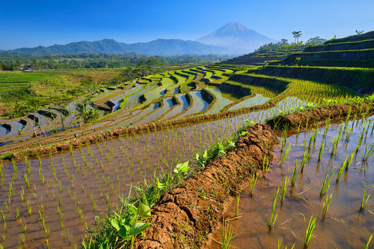 View of Ngendrosari rice terraces with lush green paddy fields and a majestic mountain peak under a clear blue sky in Magelang, Central Java, Indonesia.
