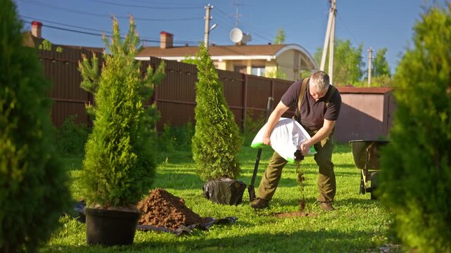 Mature man in overalls pouring fertilizer from a bag into a planting hole in the backyard, preparing the soil for planting evergreen thuja trees on a sunny day in the garden