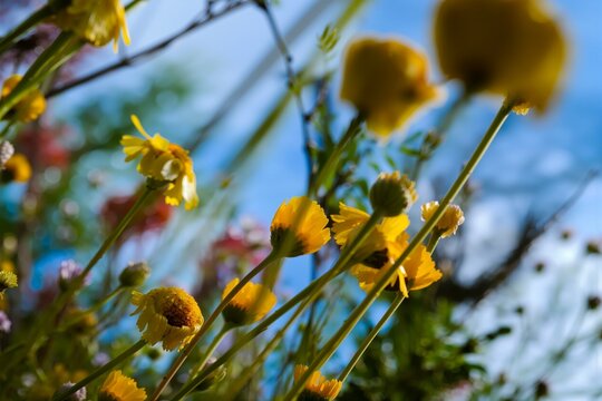 Helenium Sneezeweed Low Angle Against Blue Sky