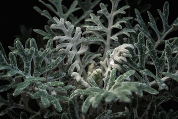 Fototapeta premium Senecio Cineraria Dusty Miller Macro
