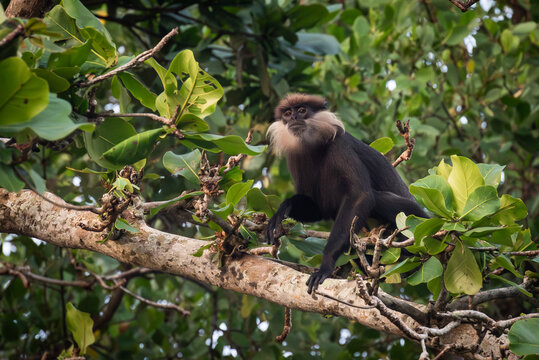 Rare and endemic black langoor (langur) sitting on the branch, Sri Lanka