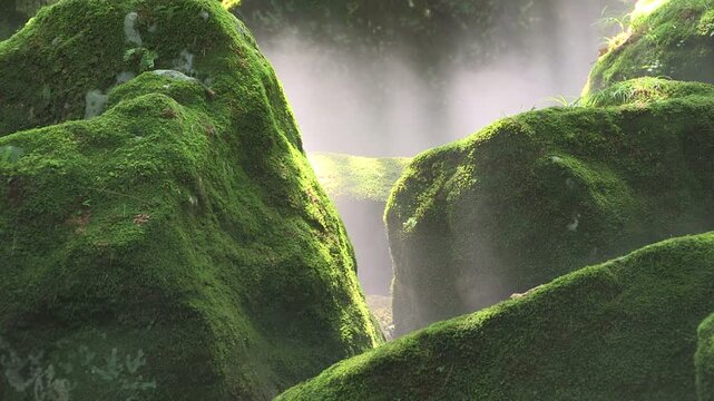 元滝伏流水の苔と霧の流れ