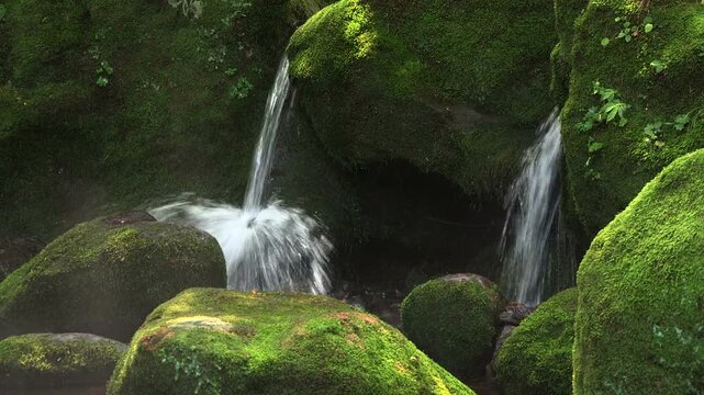 元滝伏流水の苔と流れ