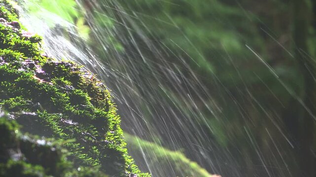 元滝伏流水の苔と流れ