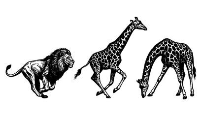 African wildlife animal set sketch vector with running lion and two giraffes isolated on white background for safari zoo design and engraving illustration © Hosneara