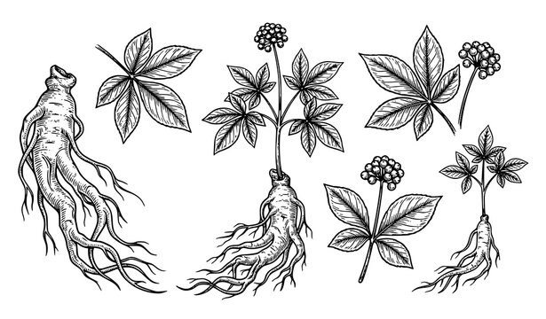 Ginseng botanical illustration vector set with medical root plant leaves and flowers for traditional asian medicine skincare and cosmetic product packaging design