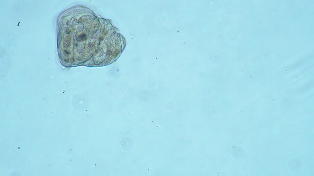 Protozoa microorganism cell movement under light microscope representing aquatic protozoology study and live evolutionary biology research in 4K Ultra HD footage