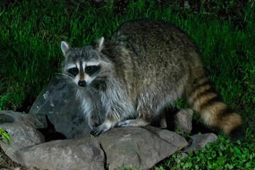 Raccoon posing on a rock while foraging at night. © JackBulmer