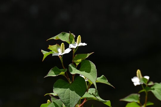 Fish mint (Houttuynia cordata) flowers. The flowers bloom at the end of the stem, surrounded by four white bracts. Used for medicinal purposes and as a tea.
