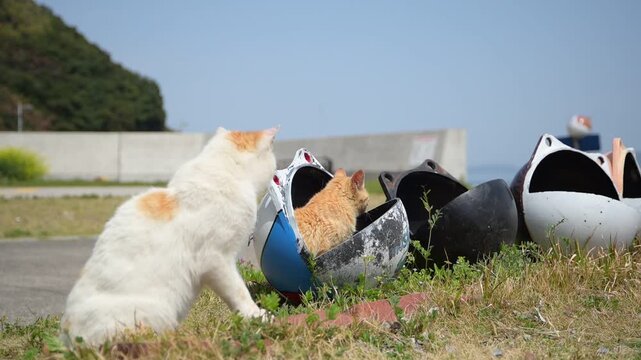 前浦港のブイの中にすっぽり収まる子猫と、寄り添う母猫 （岡山県笠岡市六島, 2026年4月）