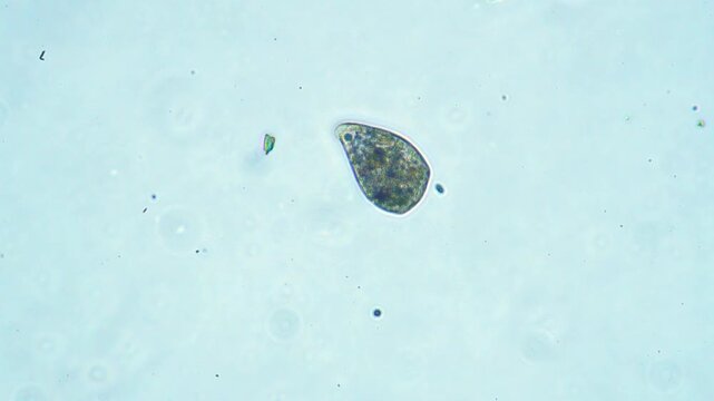 Protozoa microorganism cell movement under light microscope representing aquatic protozoology study and live evolutionary biology research in 4K Ultra HD footage