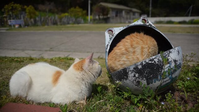 前浦港のブイの中にすっぽり収まる子猫と、寄り添う母猫 （岡山県笠岡市六島, 2026年4月）