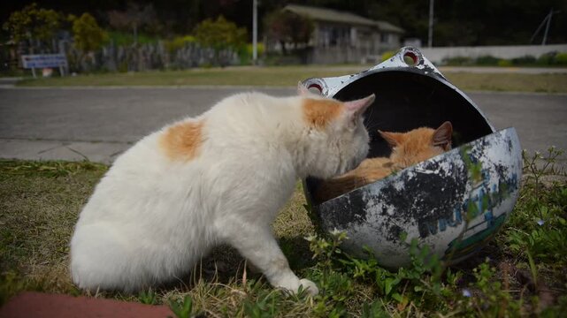 前浦港のブイの中にすっぽり収まる子猫と、寄り添う母猫 （岡山県笠岡市六島, 2026年4月）