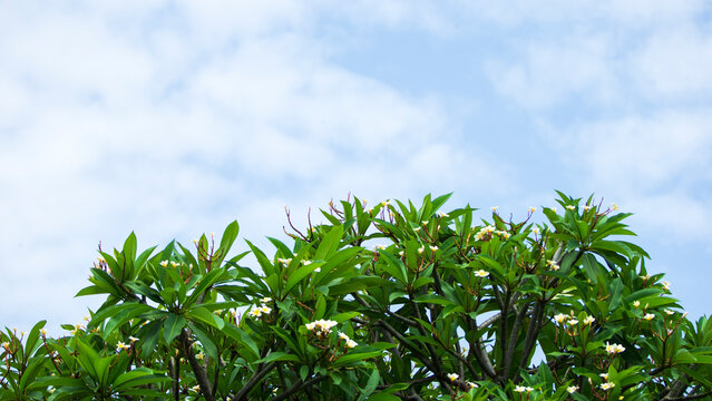Plumeria or frangipani flowers on tree with blue sky background