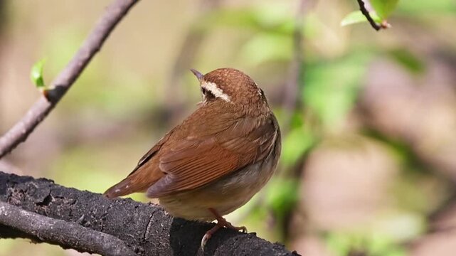 Close-up profile of a tiny Asian stubtail (Urosphena squameiceps) perched on a textured tree branch in the forest, showing its distinctive pale eyebrow and warm brown plumage against a blurred natural