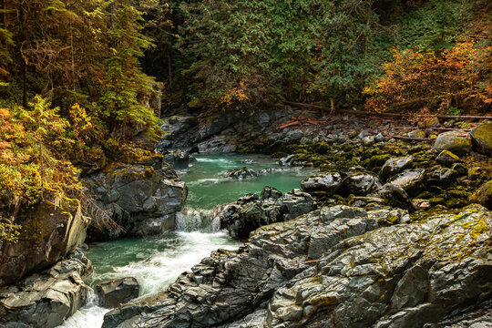 Mountain river stream with clear turquoise water among trees, ferns and green moss in the rainforest. Squamish Canyon, British Columbia, Canada.