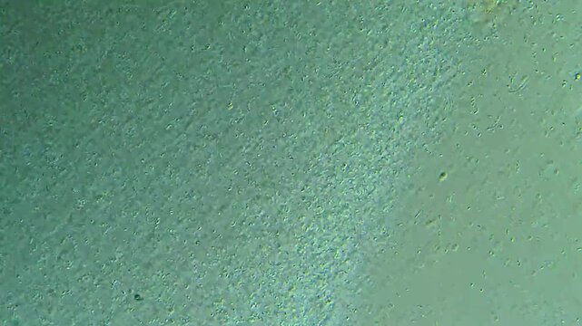 Protozoa microorganism cell movement under light microscope representing aquatic protozoology study and live evolutionary biology research in 4K Ultra HD footage
