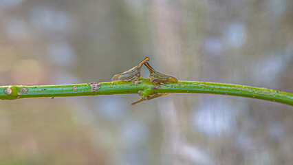 insects on the grass © Felipe