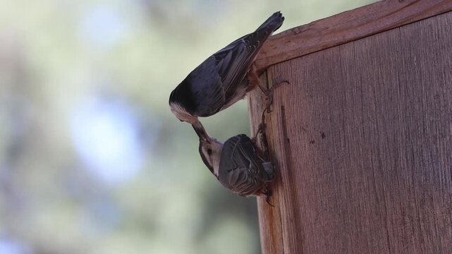 White-breasted nuthatches (Sitta carolinensis) courtship feeding on a rustic wooden nest box, Lassen County, California.