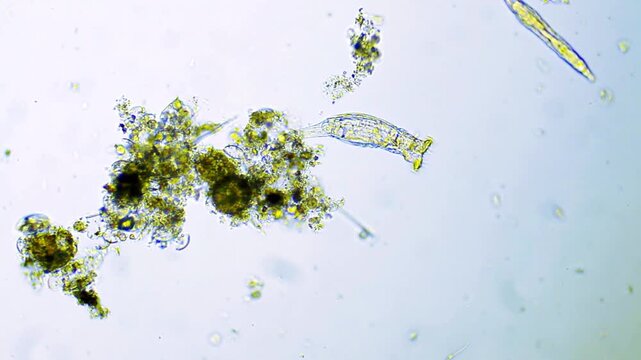 Micro organisms evolution under microscope visualization representing global biogeochemical cycles and extremophile bacteria adaptation science research in 4K Ultra HD footage
