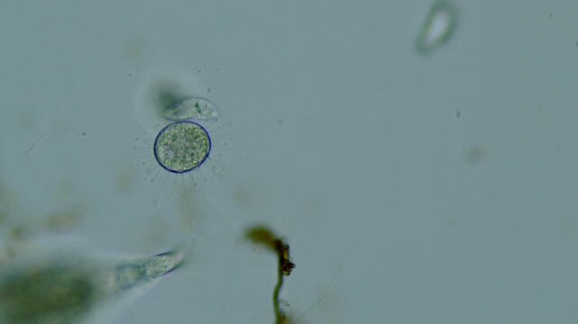 Protozoa microorganism cell movement under light microscope representing aquatic protozoology study and live evolutionary biology research in 4K Ultra HD footage
