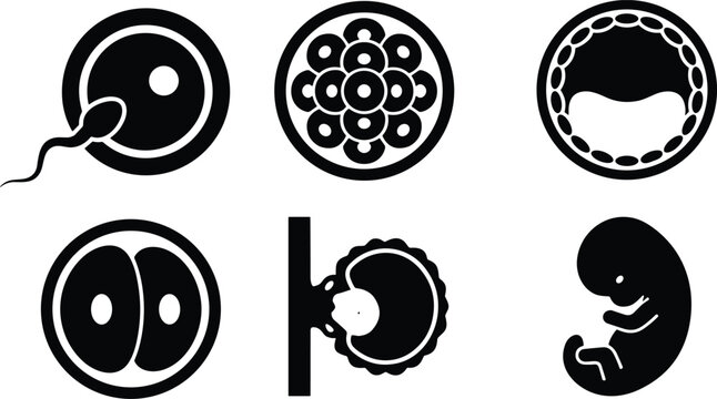 Set of black and white icons representing human embryonic development stages.
