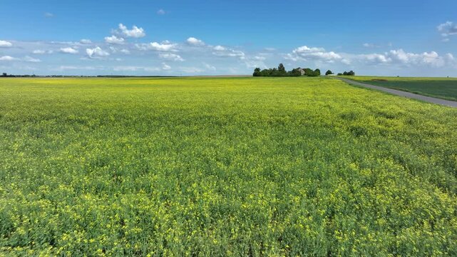 Aerial across beautiful yellow Rapeseed farm Poland pul. North Poland. rural agricultural landscape. Bright yellow Rape seed canola oil plants. Farming economy food vegetable oil biodiesel production.