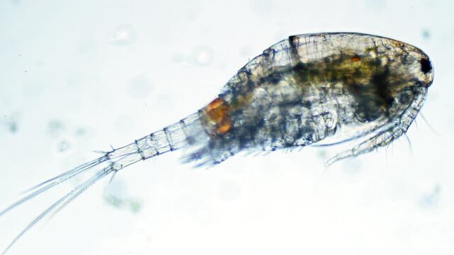 Cyclops copepod microorganism movement under light microscope representing freshwater crustacean zooplankton ecology and aquatic larval biology research in 4K Ultra HD footage
