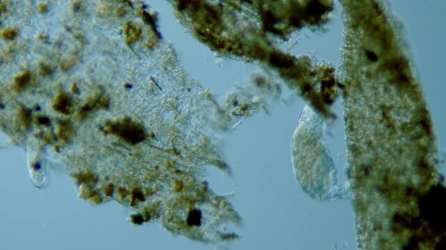 Rotifer microorganism swimming under light microscope representing aquatic zooplankton ecotoxicology and wheel animalcule corona feeding mechanism in 4K Ultra HD footage
