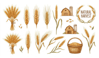 Natural harvest wheat and farm illustrations © Ms
