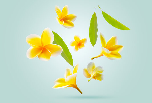 Isolated yellow plumeria flowers on pastel green background, tropical floral composition for summer and spa concept.