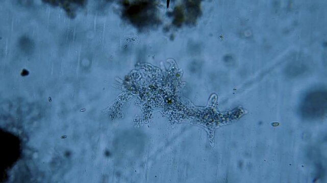 Amoebae microbiology movement under microscope representing amoeboid pseudopodia cytoplasmic streaming and protozoa cellular phagocytosis research in 4K Ultra HD footage
