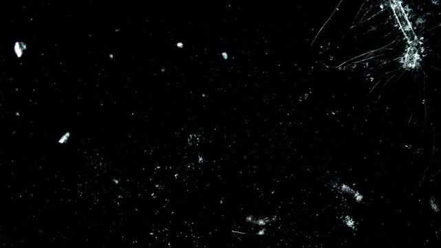 The movement of microorganisms under microscope representing live fluid cellular motility and aquatic protozoa microfluidic biology research in 4K Ultra HD footage
