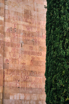 Salamanca, Spain - 29 November 2025: View of historic red vitor graffiti on a sandstone wall next to a tall cypress tree.