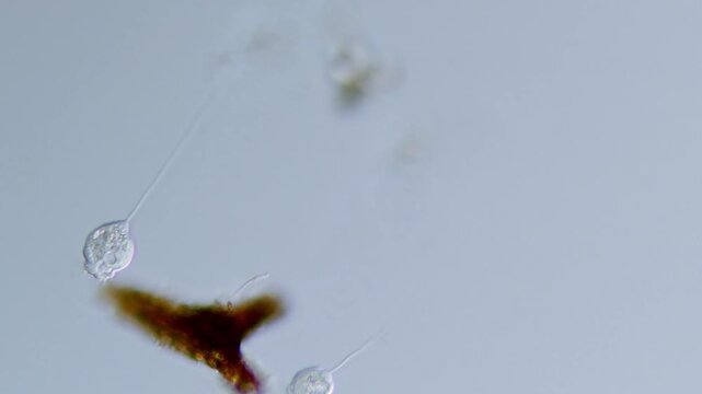Vorticella microorganism attachment under light microscope representing contractile stalk motility and bell shaped peritrich ciliate research in 4K Ultra HD footage
