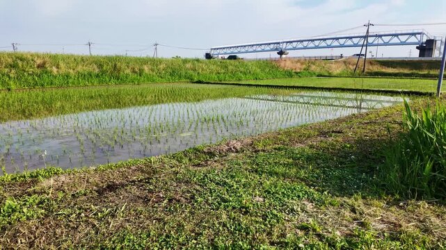 田植え後の田んぼ・水田「田舎の風景」