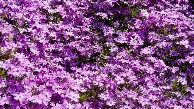 Countless purple creeping phlox blossoms weave together to create a stunning carpet of color. This vibrant spring ground cover brings a sense of joy, warmth, and fresh energy to the landscape.