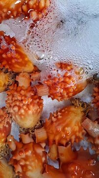 Live Sea pineapples (sea squirts) in a white Styrofoam aquarium
