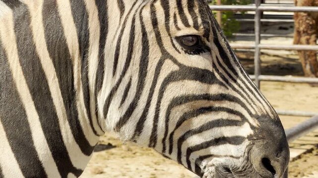 A calm zebra rests its chin peacefully on a metal fence railing. Its bold black and white stripes contrast beautifully against the warm, dusty ground of its sunny enclosure.
