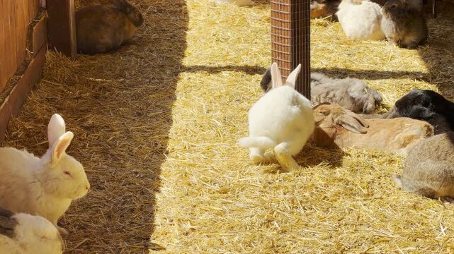 Many fluffy rabbits move around and rest contentedly in their sunny indoor pen. The warm, bright sunlight on the yellow straw creates a cheerful and peaceful mood for the gentle animals.