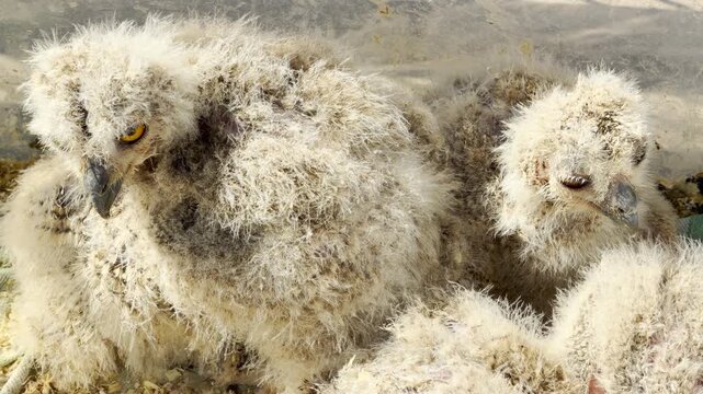 A group of fuzzy baby owls rests peacefully together inside their safe enclosure. Their soft downy feathers inspire feelings of warmth, comfort, and gentle security.