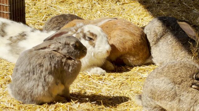 A cozy group of fluffy rabbits huddle together peacefully in a bed of golden straw. Their calm and sleepy postures bring a warm, heartwarming feeling to the bright farm environment.