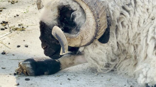 A fluffy Valais Blacknose sheep lies down to rest its heavy head on the dry ground. Its massive curled horns and thick, woolly fleece evoke feelings of rustic tranquility and peacefulness.