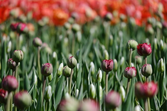 Pink and red tulips blooming at Commissioners Park during the Canadian Tulip Festival in Ottawa, Ontario, Canada. g