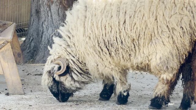 A woolly Valais Blacknose sheep lowers its head to search for food on the ground. Its long, thick fleece and curled horns create a charming and peaceful scene in the outdoor pen.