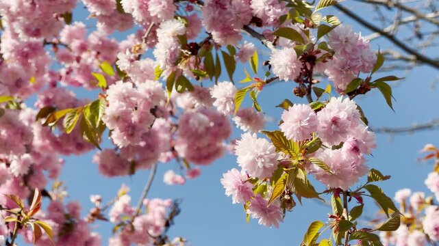 Masses of vibrant pink double flowers bloom beautifully on a Kanzan cherry tree branch. These soft, ruffled blossoms stand out against a clear blue sky, evoking a feeling of joy and spring renewal.