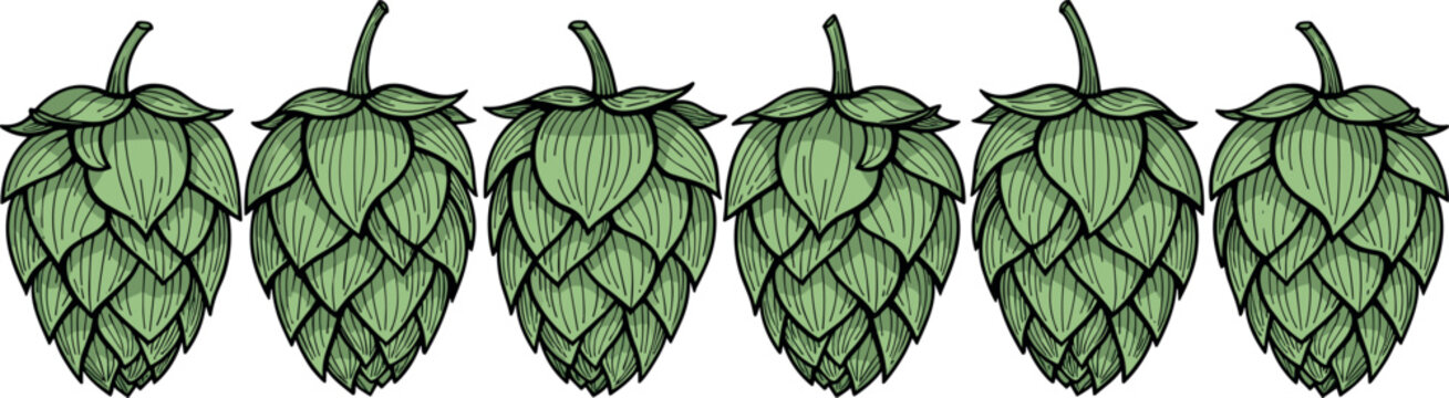 Row of Green Hop Cones Botanical Illustration for Craft Beer Brewing Ingredient and Agriculture Plant Design Element
